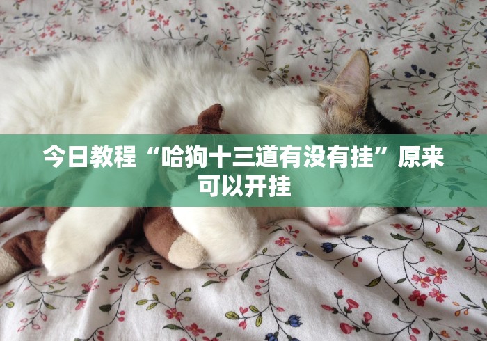 今日教程“哈狗十三道有没有挂”原来可以开挂